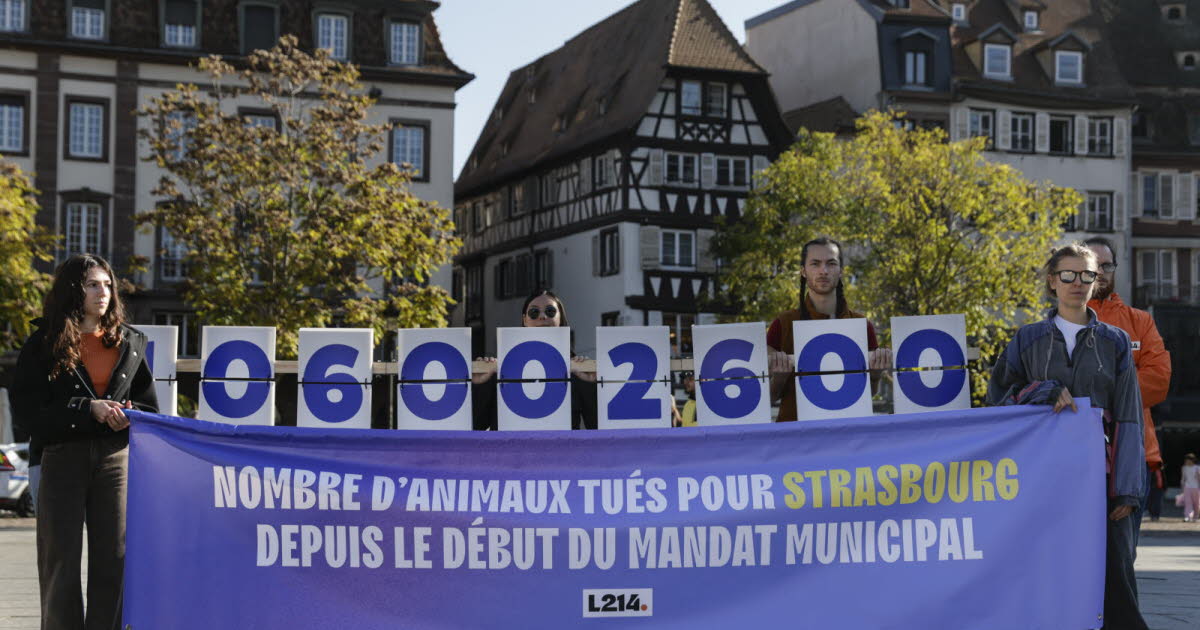 Strasbourg. « 106 millions d’animaux » dans nos assiettes : une association interpelle les élus