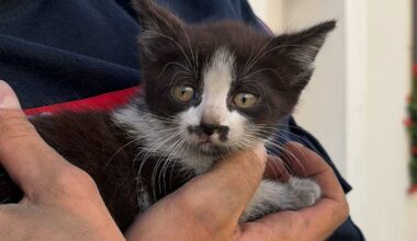 Nancy. Pompiers et policiers sauvent un chaton coincé dans l’amortisseur d’une voiture
