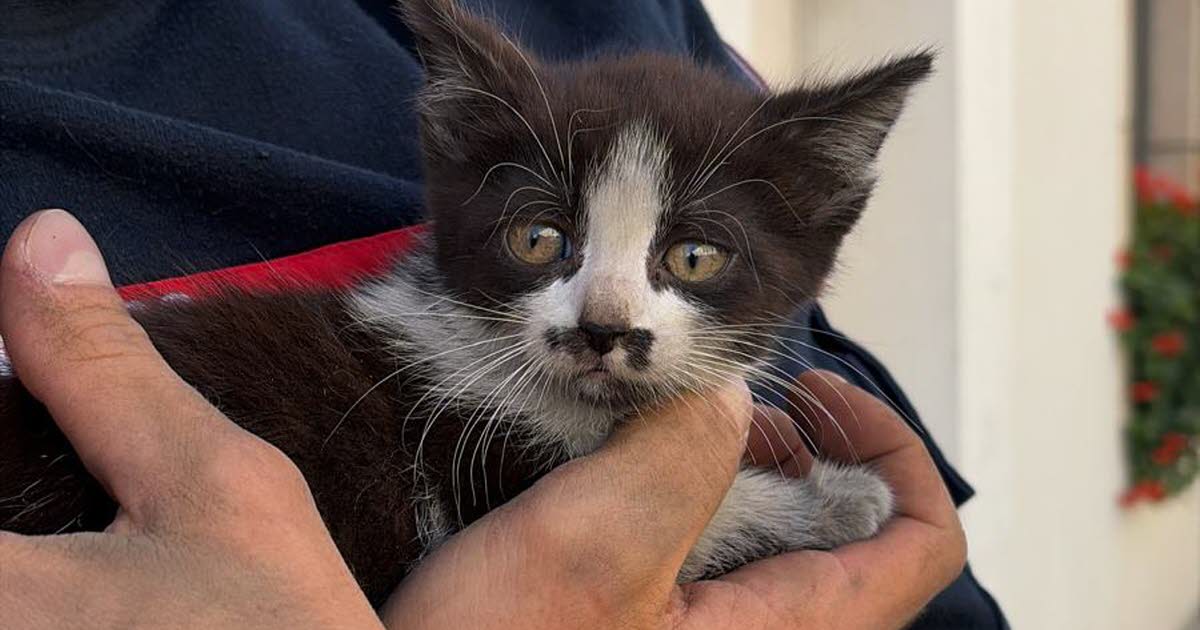 Nancy. Pompiers et policiers sauvent un chaton coincé dans l’amortisseur d’une voiture
