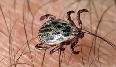 il consulte, mais c'est l'IA qui lui détecte la maladie de Lyme
