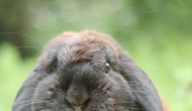 qui adopterait le lapin Butter, grandes oreilles, origines mystérieuses, âge inconnu ?
