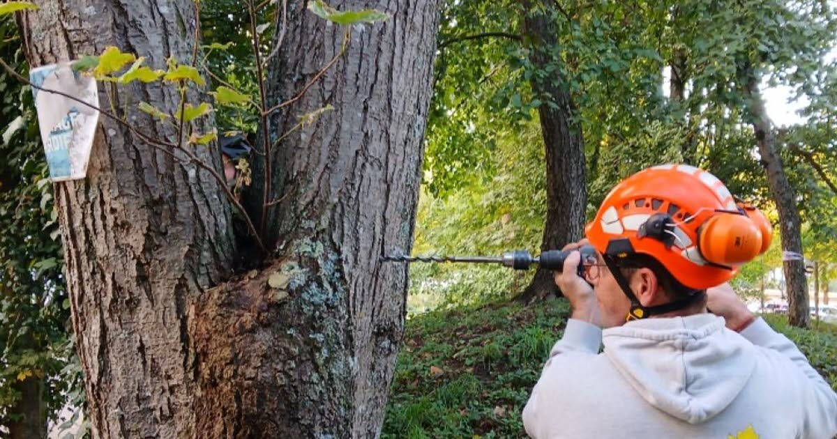 Maxéville. Des travaux délicats pour sécuriser un aulne fragile