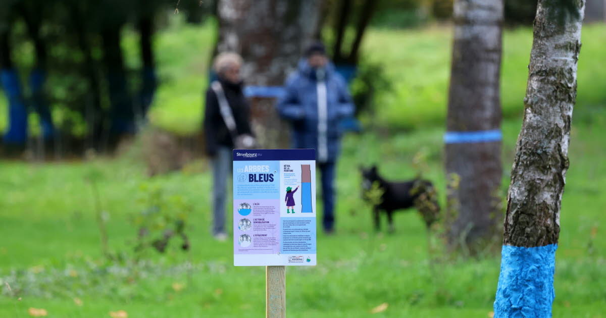 à quoi peut-on s’attendre en cas de crue extrême ? Ces arbres bleus vous le montrent