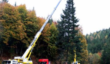 Strasbourg. Le grand sapin du marché de Noël a été abattu ce lundi matin à Saint-Quirin, en Moselle