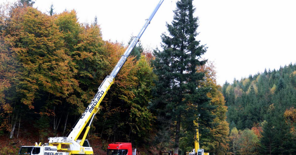 Strasbourg. Le grand sapin du marché de Noël a été abattu ce lundi matin à Saint-Quirin, en Moselle