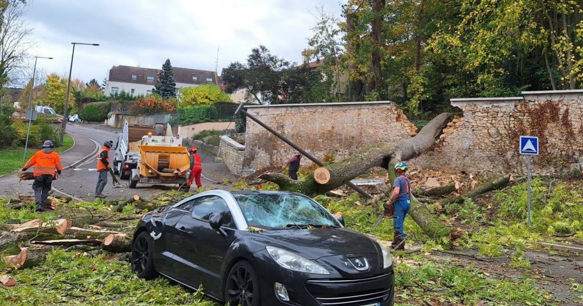 un arbre cède sous les bourrasques