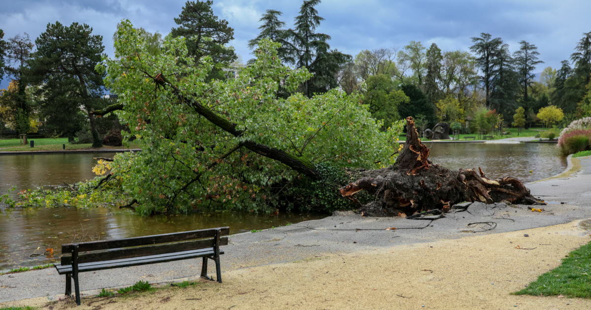 Métropole de Grenoble. Le parc Bachelard saccagé par la tempête Benjamin ; des dégats à Vif, Corenc ou Échirolles
