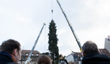 Grand Est. Le grand sapin de St-Quirin est arrivé à Strasbourg