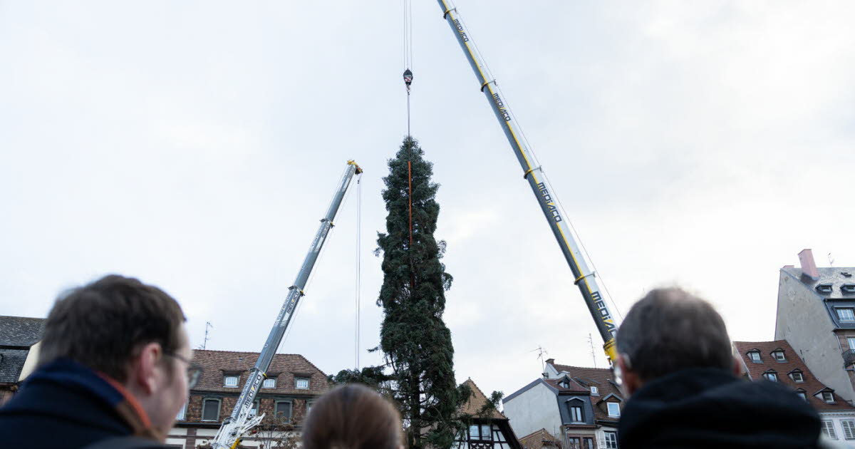Grand Est. Le grand sapin de St-Quirin est arrivé à Strasbourg