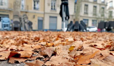après la tempête Benjamin, que deviennent les feuilles mortes ?