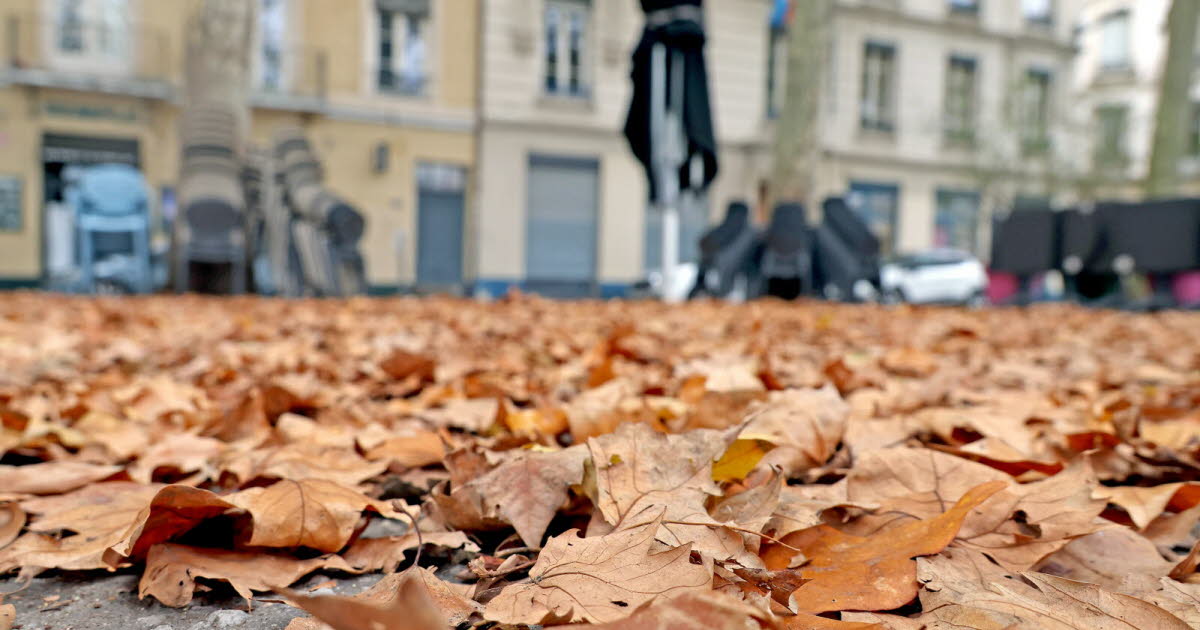après la tempête Benjamin, que deviennent les feuilles mortes ?