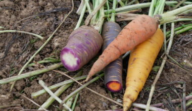 Amance. Récolte de carottes anticipée pour le maraîcher de l’Amap