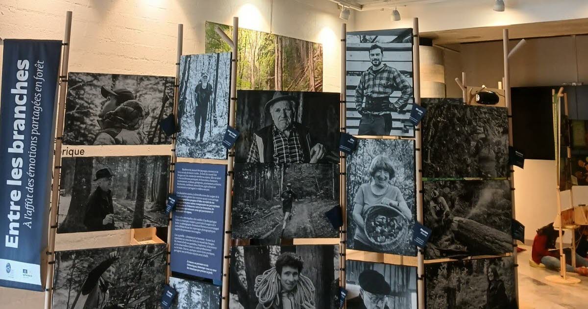 les émotions partagées en forêt