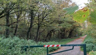 Méréville. Une coupe forestière pour renforcer la biodiversité et sécuriser la forêt