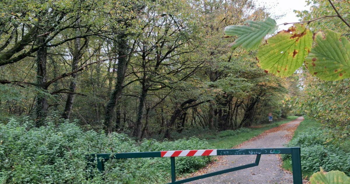 Méréville. Une coupe forestière pour renforcer la biodiversité et sécuriser la forêt