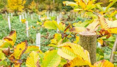 la ville offre du bois pour retrouver le coupable