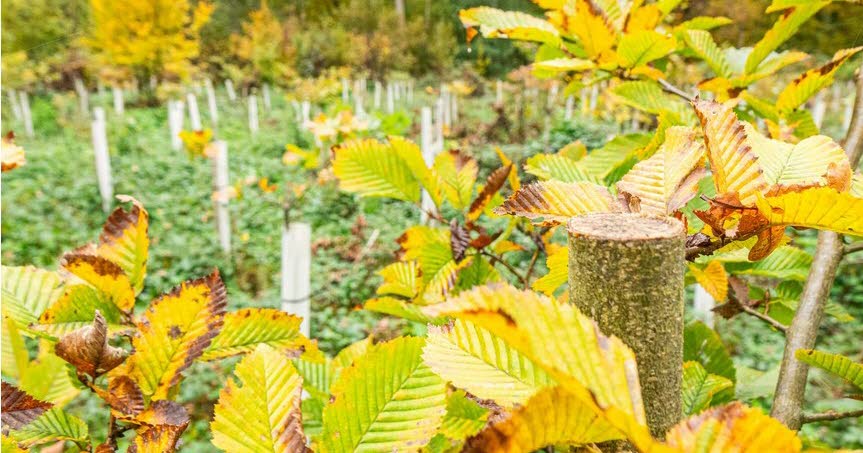 la ville offre du bois pour retrouver le coupable