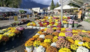 La Tronche. Un étalage de fleurs colorées sur le parking du cimetière Grand Sablon