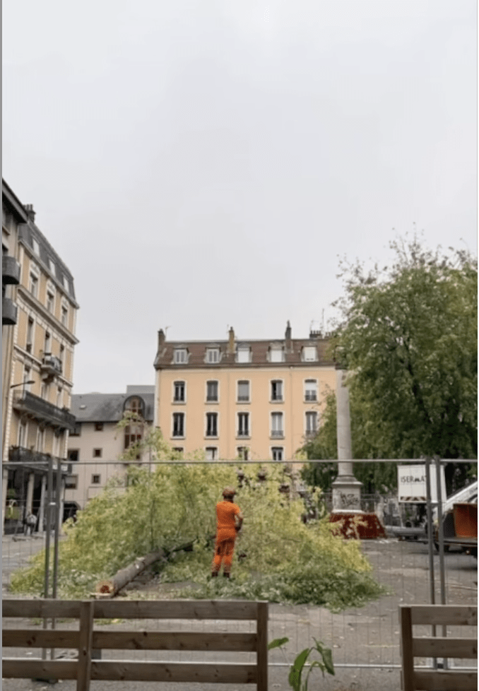 L'ABATTAGE DES ÉRABLES DE LA PLACE DE METZ APRÈS TANT D'ARBRES À GRENOBLE