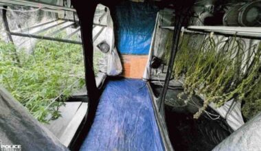 À Rennes, une plantation de cannabis découverte dans un sous-sol du centre-ville : un homme interpellé