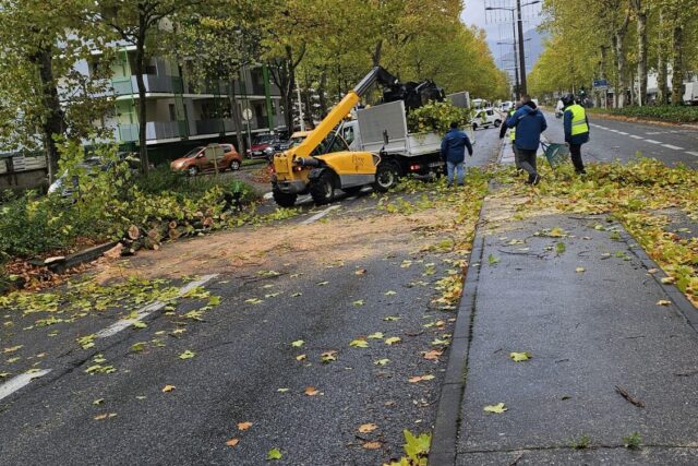 Un arbre tombé sur la route a perturbé la circulation à Pont-de-Claix, jeudi matin. (© Document remis à actu Grenoble / Dylan Demontis)