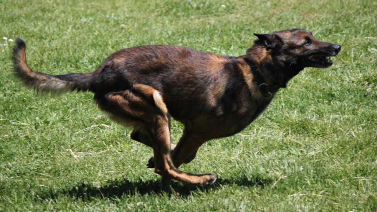 le maire et sa femme agressés par un jeune et son chien