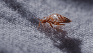 quatre personnes intoxiquées après l’usage d’un redoutable produit contre les punaises de lit