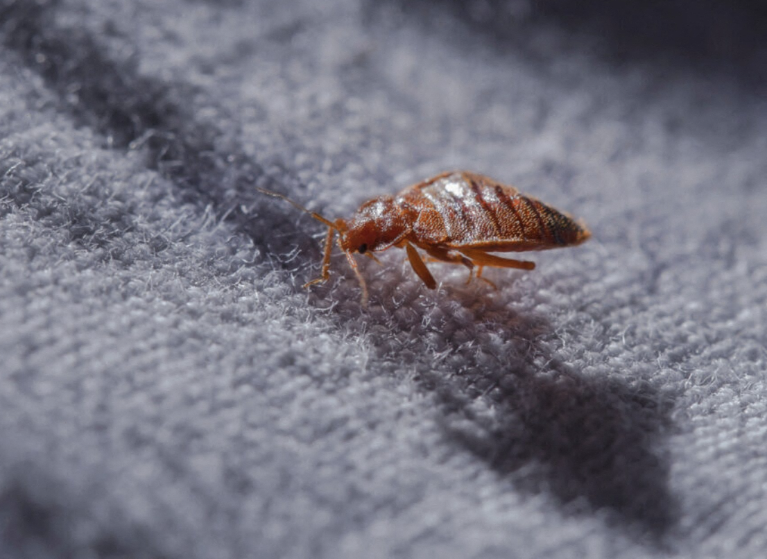 quatre personnes intoxiquées après l’usage d’un redoutable produit contre les punaises de lit