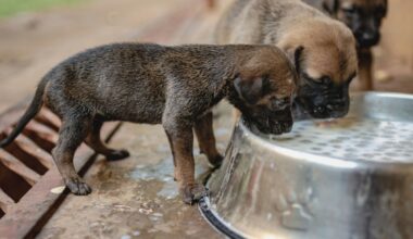 A Strasbourg, SOS Croquettes veut aider les plus démunis à nourrir leurs animaux