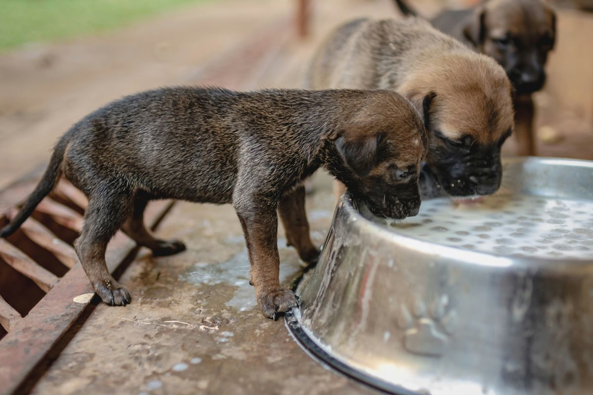 A Strasbourg, SOS Croquettes veut aider les plus démunis à nourrir leurs animaux