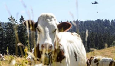 "Les vaches, une passion helvétique" d'Olivier May met à l'honneur la reine de nos pâturages
