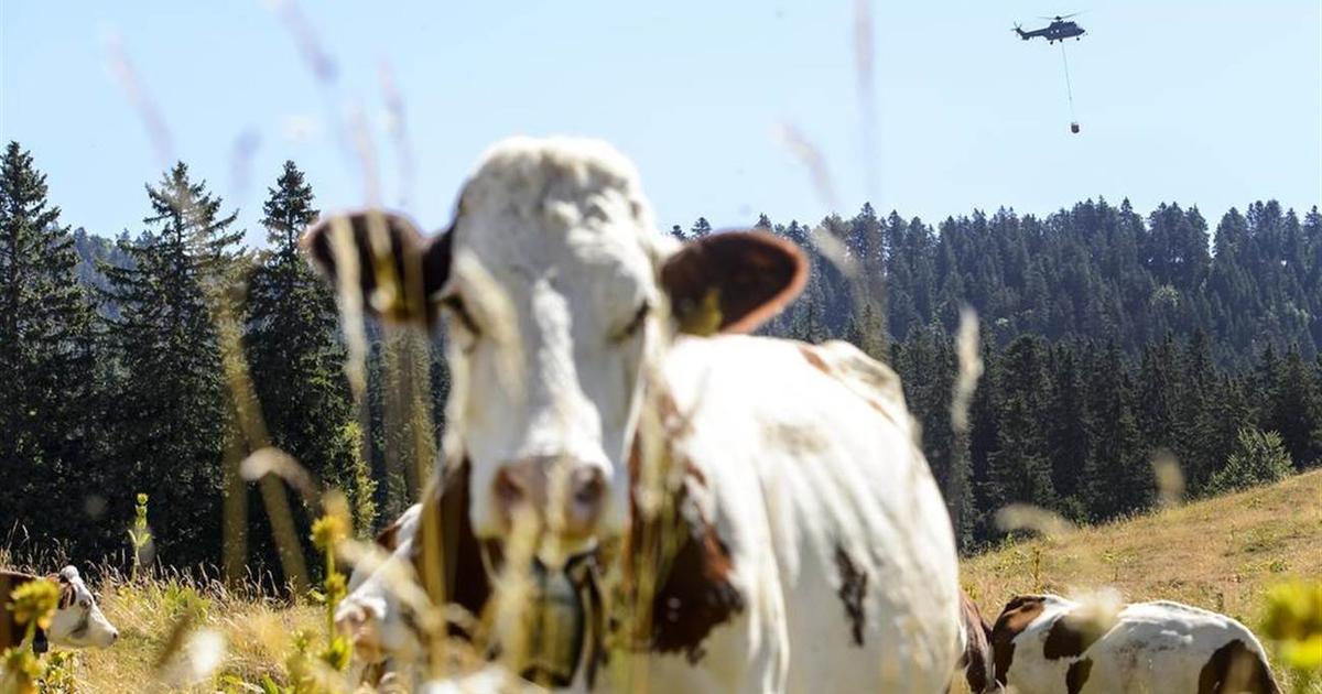 "Les vaches, une passion helvétique" d'Olivier May met à l'honneur la reine de nos pâturages