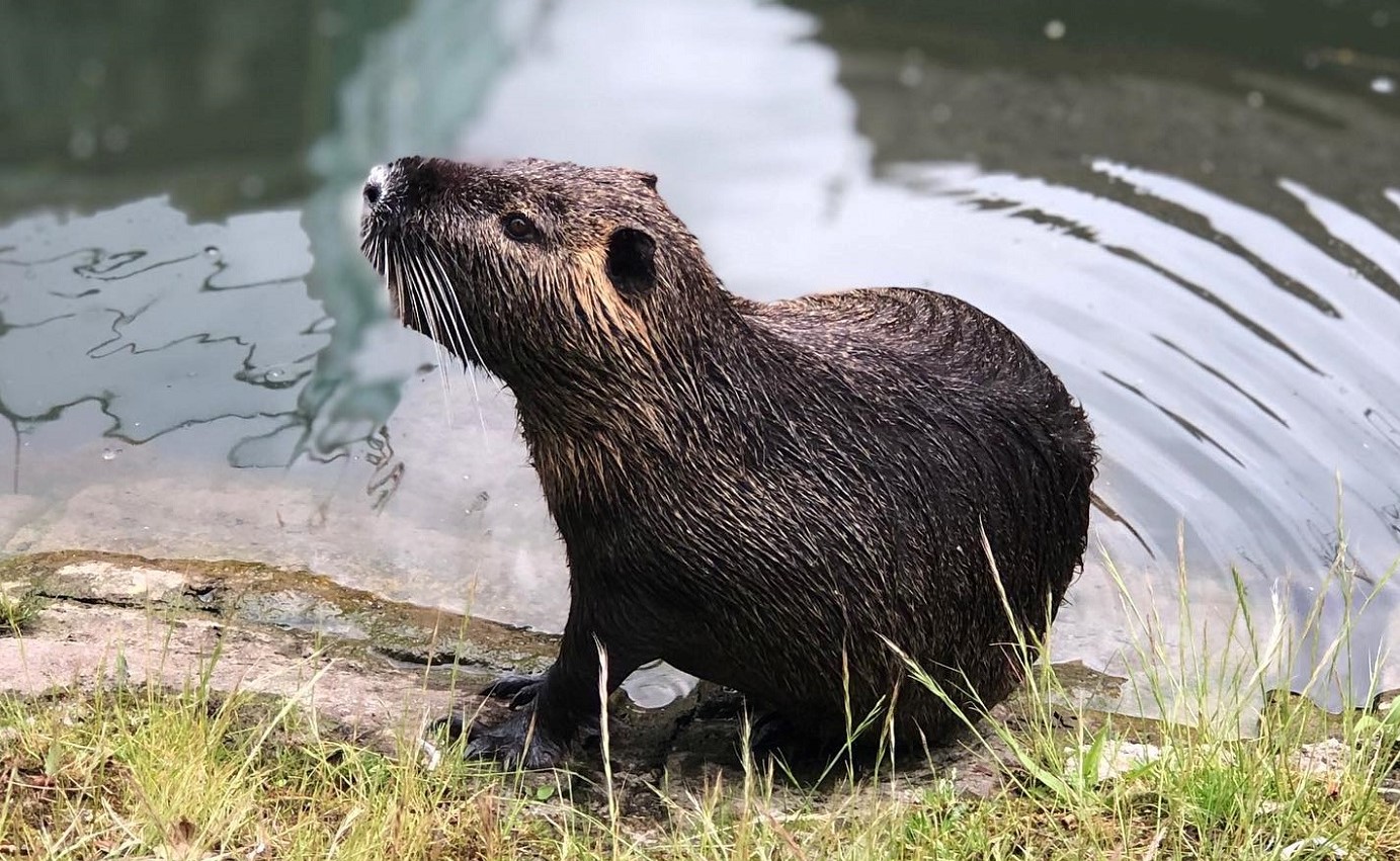 Ragondins animaux nature écologie