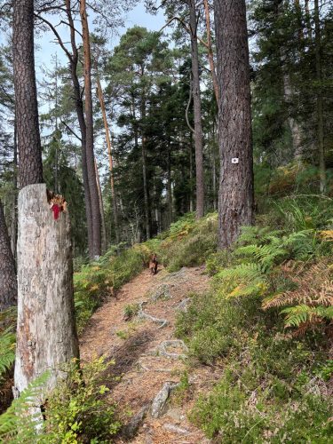 Randonnée forêt vallée de la bruche  (11)