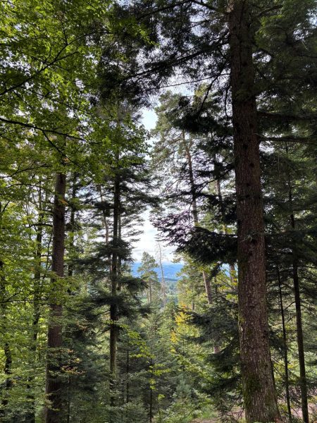 Randonnée forêt vallée de la bruche  (12)