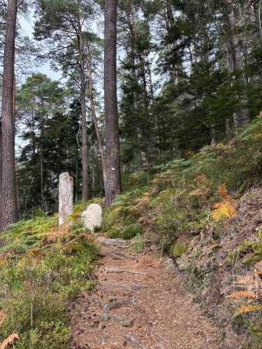 Randonnée forêt vallée de la bruche  (13)