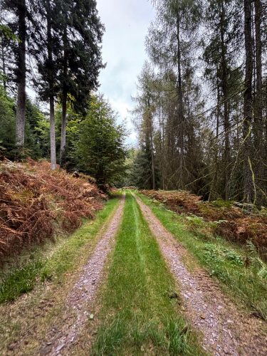 Randonnée forêt vallée de la bruche  (14)