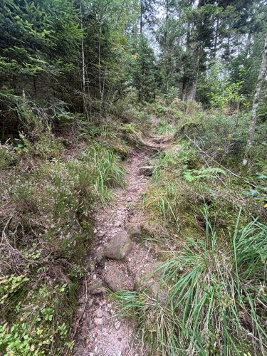 Randonnée forêt vallée de la bruche  (16)