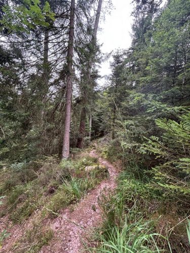 Randonnée forêt vallée de la bruche  (17)