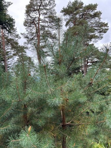 Randonnée forêt vallée de la bruche  (22)
