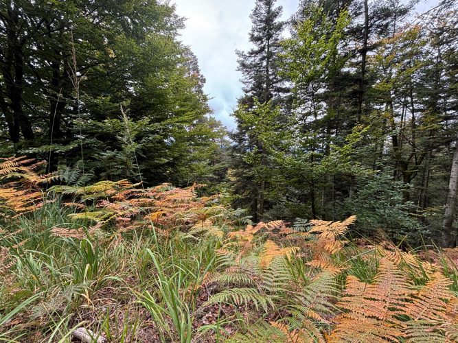 Randonnée forêt vallée de la bruche  (23)