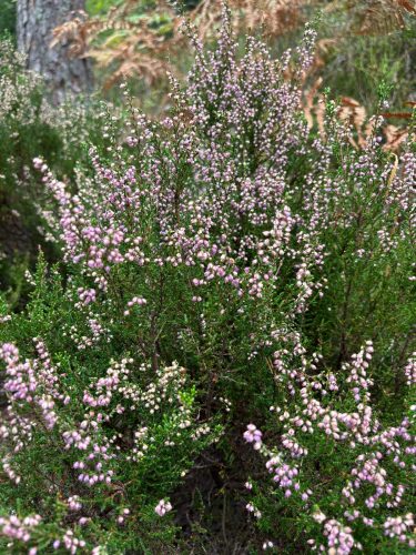 Randonnée forêt vallée de la bruche  (4)