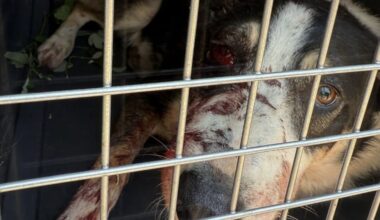 le chien Spike aurait été victime d'une "exécution commanditée" à Allauch