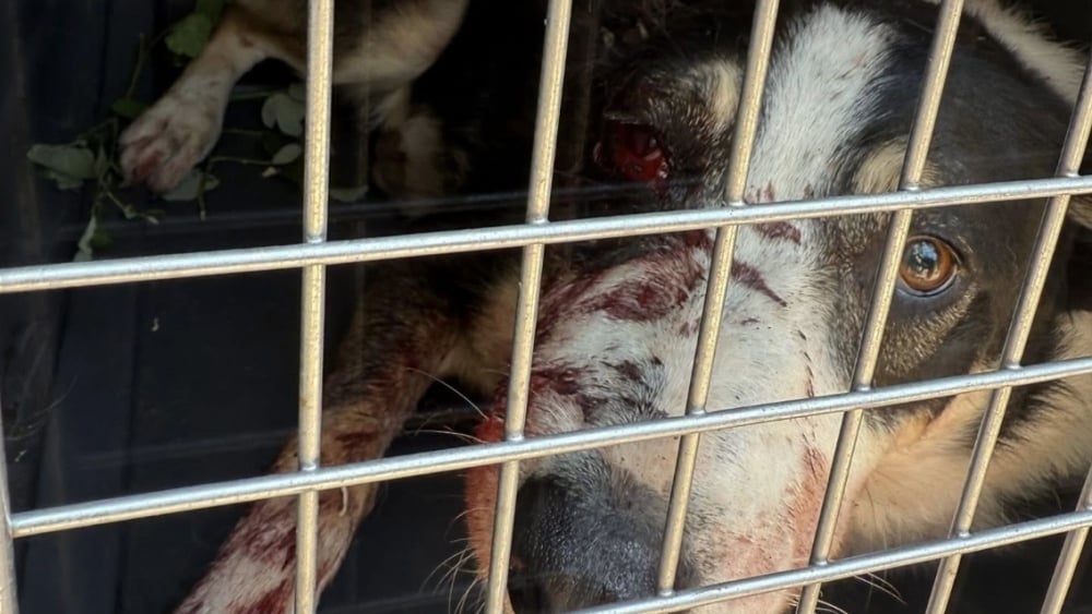 le chien Spike aurait été victime d'une "exécution commanditée" à Allauch