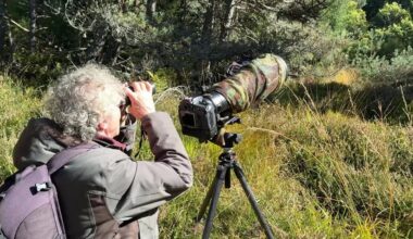 la quête d’un photographe nature, à la poursuite d’un oiseau rare