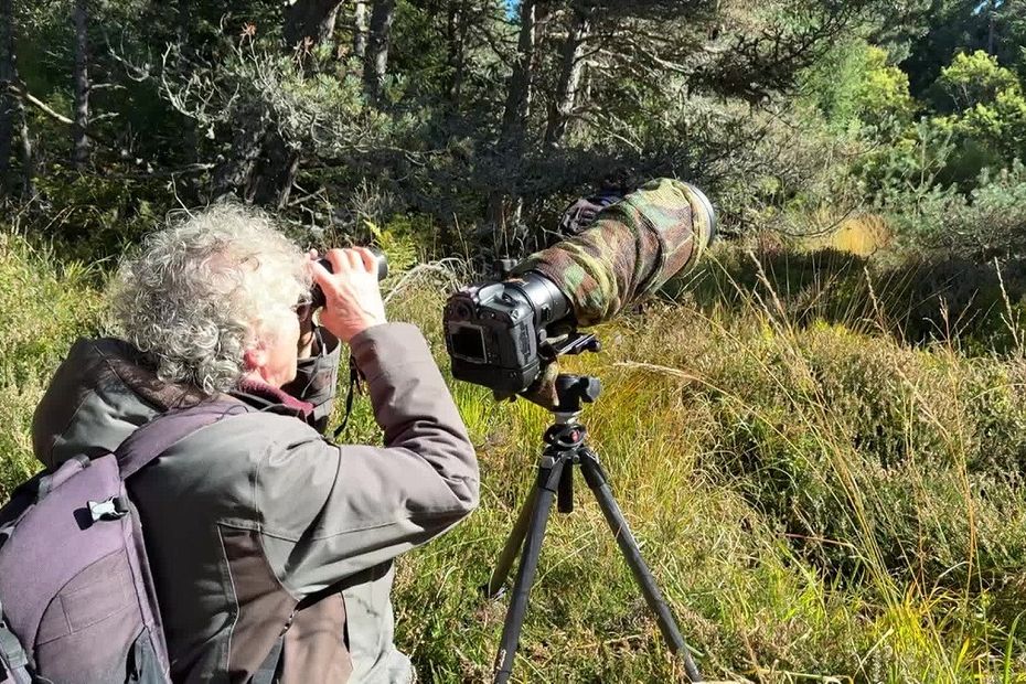 la quête d’un photographe nature, à la poursuite d’un oiseau rare
