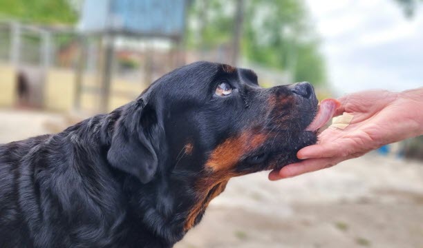 Samedi 25 octobre, la salle de l’Arsenal à Toul accueillera le premier salon de la cause animale.