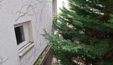 faute d'entretien, ces sapins rentrent dans les appartements de ces locataires