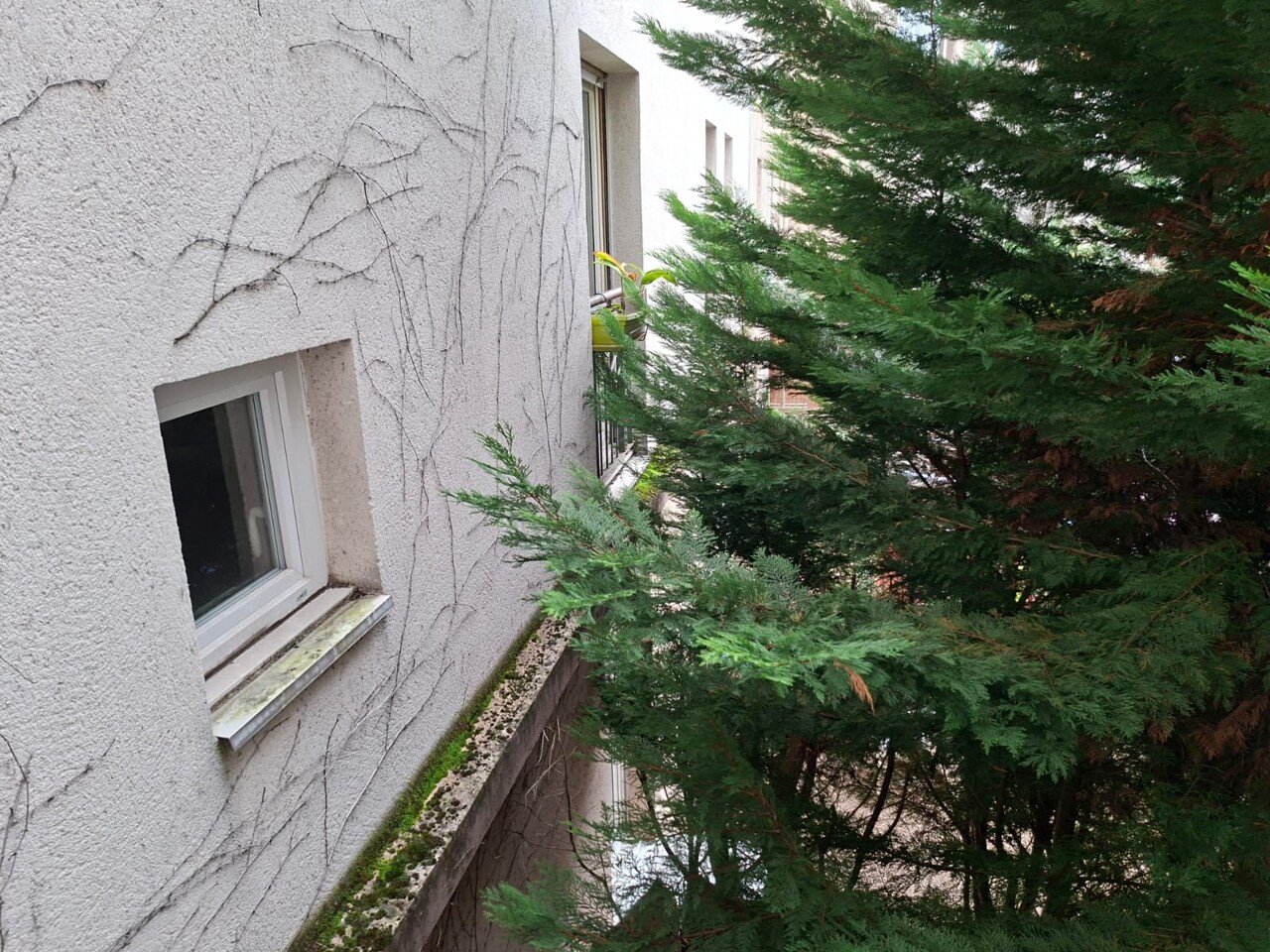 faute d'entretien, ces sapins rentrent dans les appartements de ces locataires