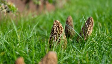 Fausse morille et maladie de Charcot : cette étude qui inquiète
